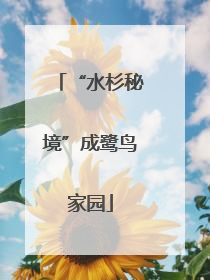 “水杉秘境”成鹭鸟家园