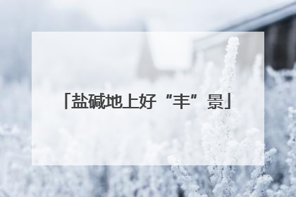 盐碱地上好“丰”景