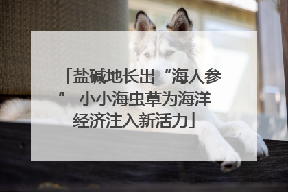 盐碱地长出“海人参” 小小海虫草为海洋经济注入新活力