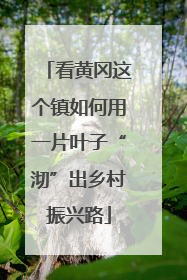 看黄冈这个镇如何用一片叶子“沏”出乡村振兴路