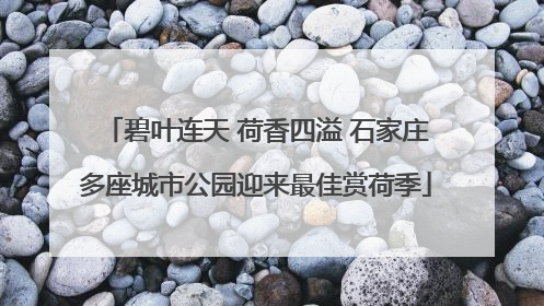 碧叶连天 荷香四溢 石家庄多座城市公园迎来最佳赏荷季