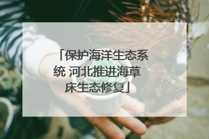 保护海洋生态系统 河北推进海草床生态修复