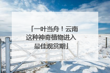 一叶当舟！云南这种神奇植物进入最佳观赏期