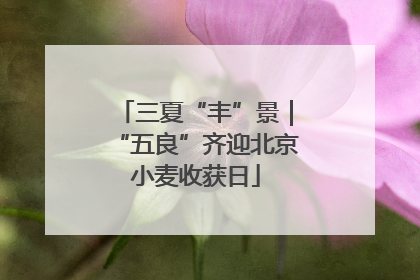 三夏“丰”景｜“五良”齐迎北京小麦收获日