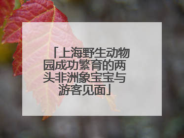 上海野生动物园成功繁育的两头非洲象宝宝与游客见面