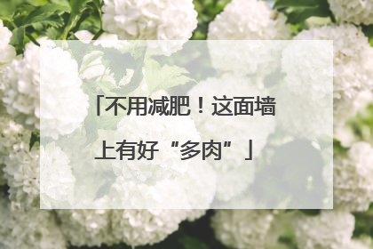 不用减肥！这面墙上有好“多肉”
