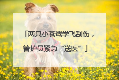 两只小苍鹭学飞刮伤，管护员紧急“送医”