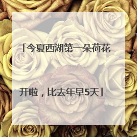 今夏西湖第一朵荷花开啦，比去年早5天