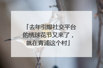 去年引爆社交平台的绣球花节又来了，就在青浦这个村