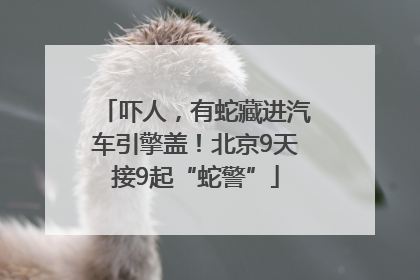 吓人，有蛇藏进汽车引擎盖！北京9天接9起“蛇警”