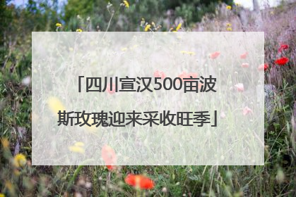 四川宣汉500亩波斯玫瑰迎来采收旺季