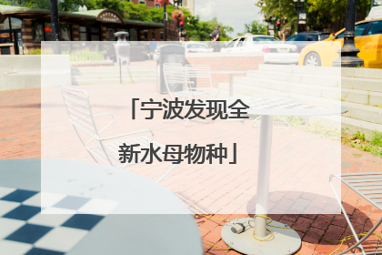 宁波发现全新水母物种