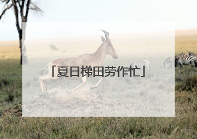夏日梯田劳作忙