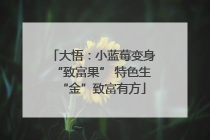 大悟：小蓝莓变身“致富果” 特色生“金”致富有方