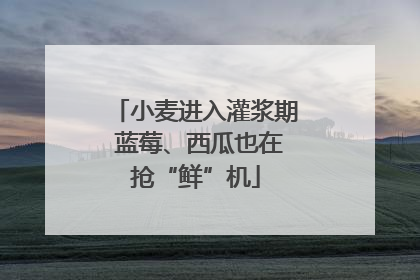 小麦进入灌浆期 蓝莓、西瓜也在抢“鲜”机