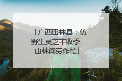 广西田林县：仿野生灵芝丰收季 山林间劳作忙