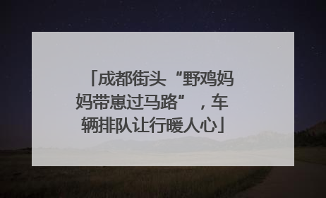 成都街头“野鸡妈妈带崽过马路”，车辆排队让行暖人心