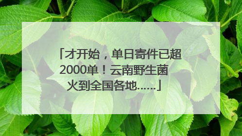 才开始，单日寄件已超2000单！云南野生菌火到全国各地……