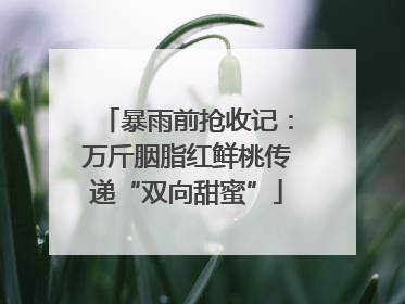暴雨前抢收记：万斤胭脂红鲜桃传递“双向甜蜜”