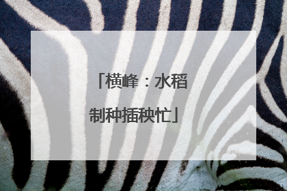 横峰：水稻制种插秧忙