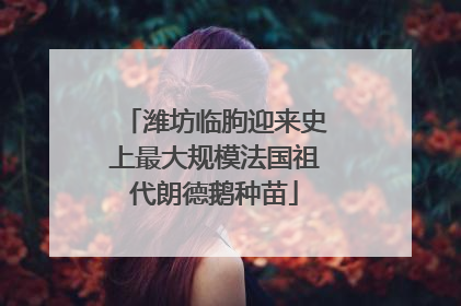 潍坊临朐迎来史上最大规模法国祖代朗德鹅种苗
