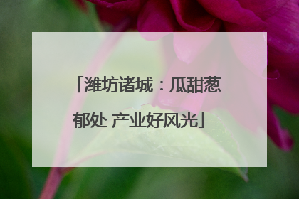 潍坊诸城：瓜甜葱郁处 产业好风光