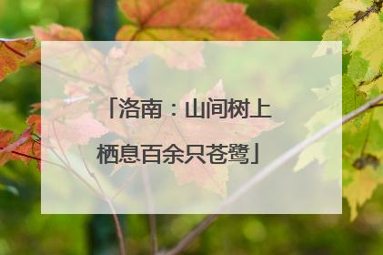 洛南：山间树上栖息百余只苍鹭