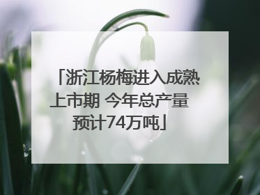 浙江杨梅进入成熟上市期 今年总产量预计74万吨