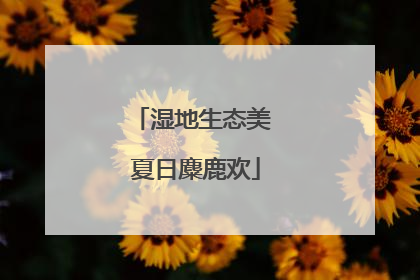 湿地生态美 夏日麋鹿欢