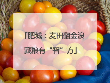 肥城：麦田翻金浪藏粮有“智”方