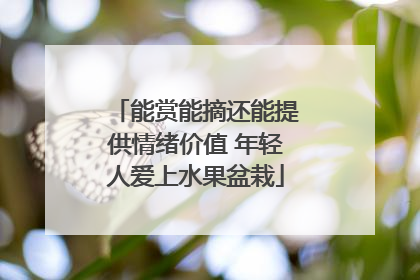 能赏能摘还能提供情绪价值 年轻人爱上水果盆栽