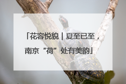 花容悦貌｜夏至已至，南京“荷”处有美韵