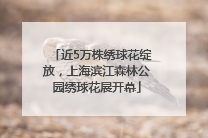 近5万株绣球花绽放，上海滨江森林公园绣球花展开幕
