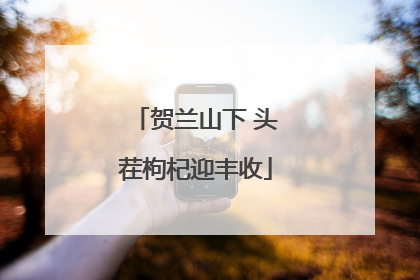 贺兰山下 头茬枸杞迎丰收