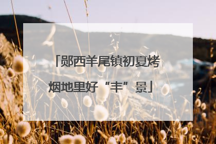 郧西羊尾镇初夏烤烟地里好“丰”景