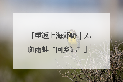 重返上海郊野｜无斑雨蛙“回乡记”