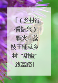 （乡村行·看振兴）一颗火山荔枝王铺就乡村“甜蜜”致富路