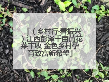 （乡村行·看振兴）江西彭泽千亩黄花菜丰收 金色乡村孕育致富新希望