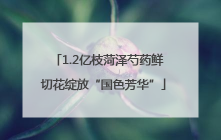 1.2亿枝菏泽芍药鲜切花绽放“国色芳华”
