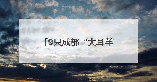 9只成都“大耳羊”出口乌干达，助力非洲养殖业发展